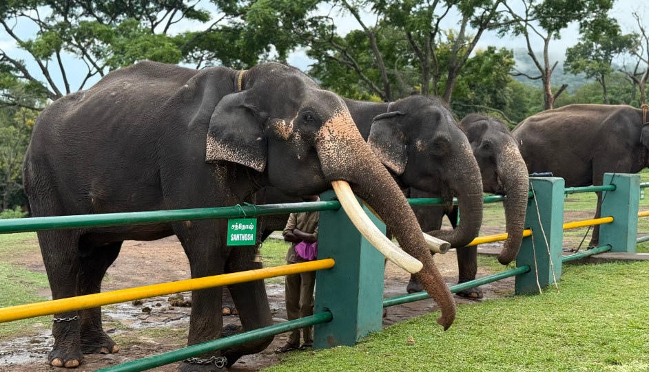 Mudumalai Sathyamangalam Wildlife Trip from Coimbatore: Safari & 2 Day Route